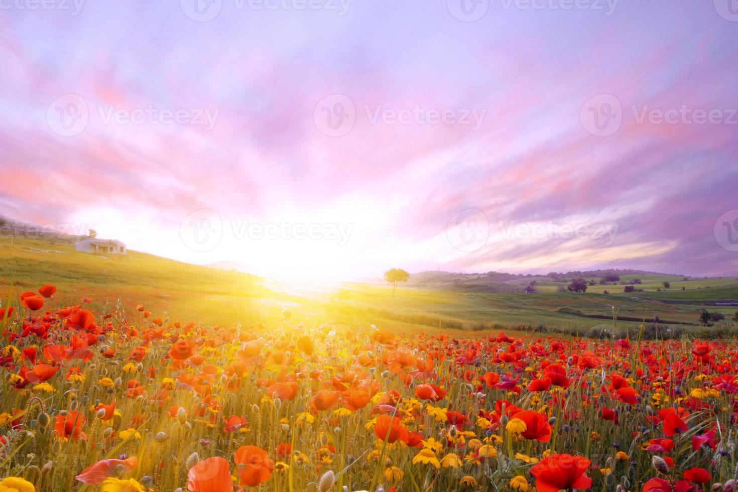 Bright sunrise in the poppy field. Red poppies in the light of the setting sun. Rays of setting sun on a poppy field in summer. Rising sun over the red poppy field in summer. photo