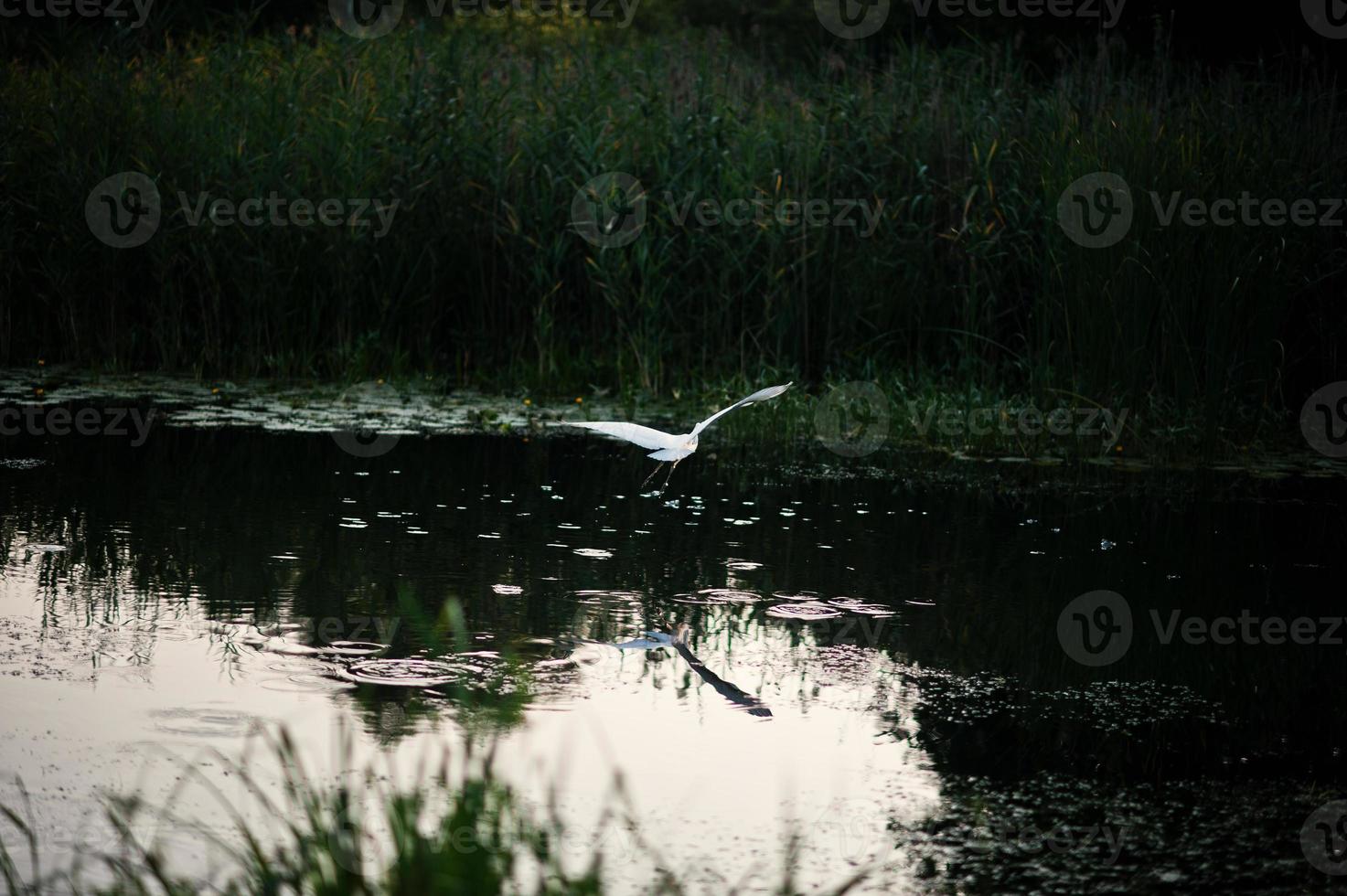 Stork in flight over the pond at beautiful evening sunset photo