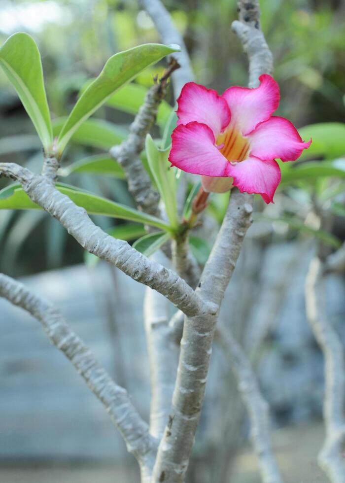 Pink Desert Rose blooming on the garden photo