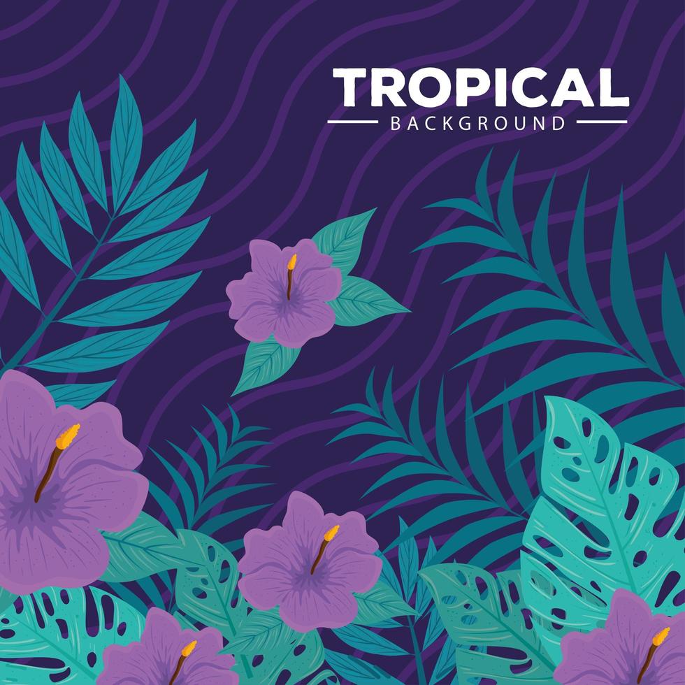 fondo tropical, color púrpura hibisco, con ramas y hojas tropicales vector