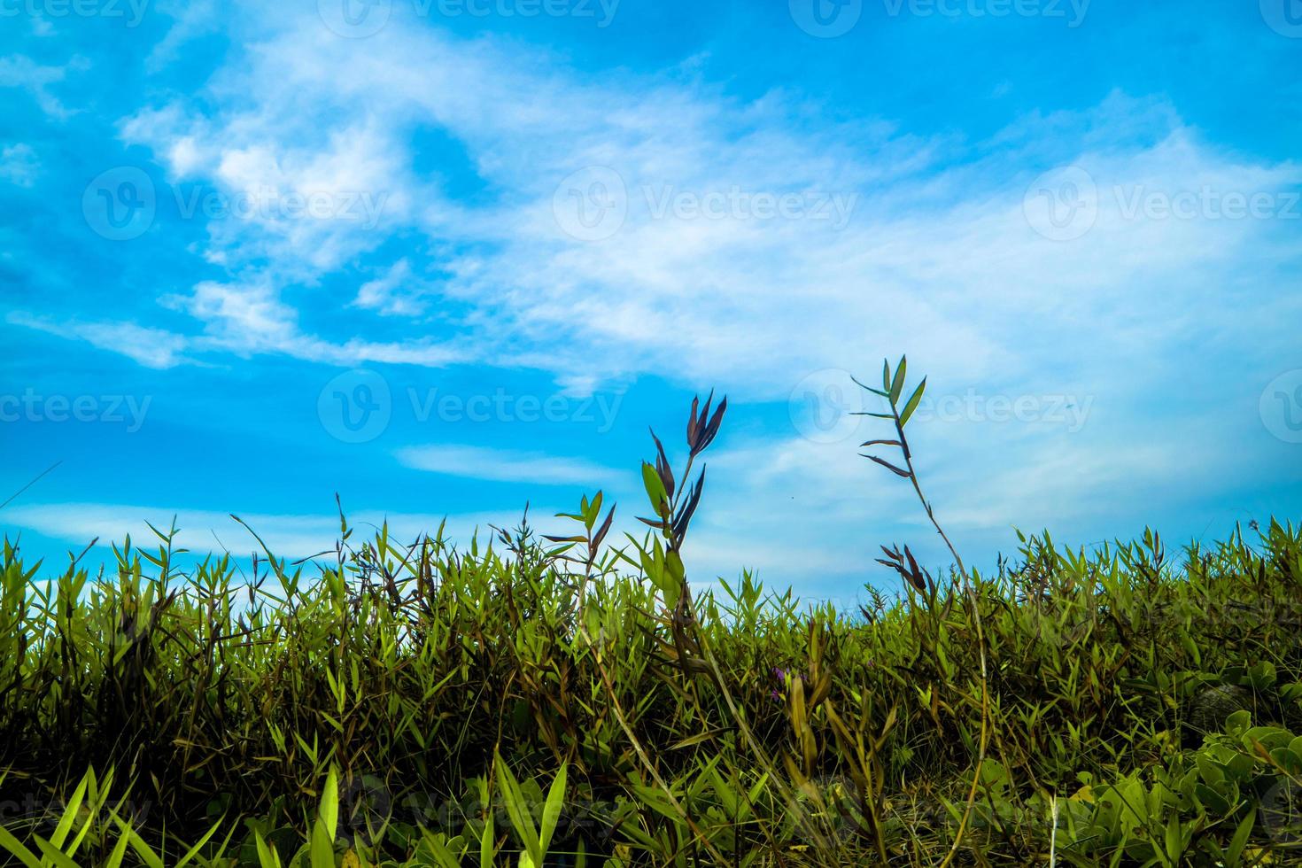 Grass, clouds and blue sky nature background photo