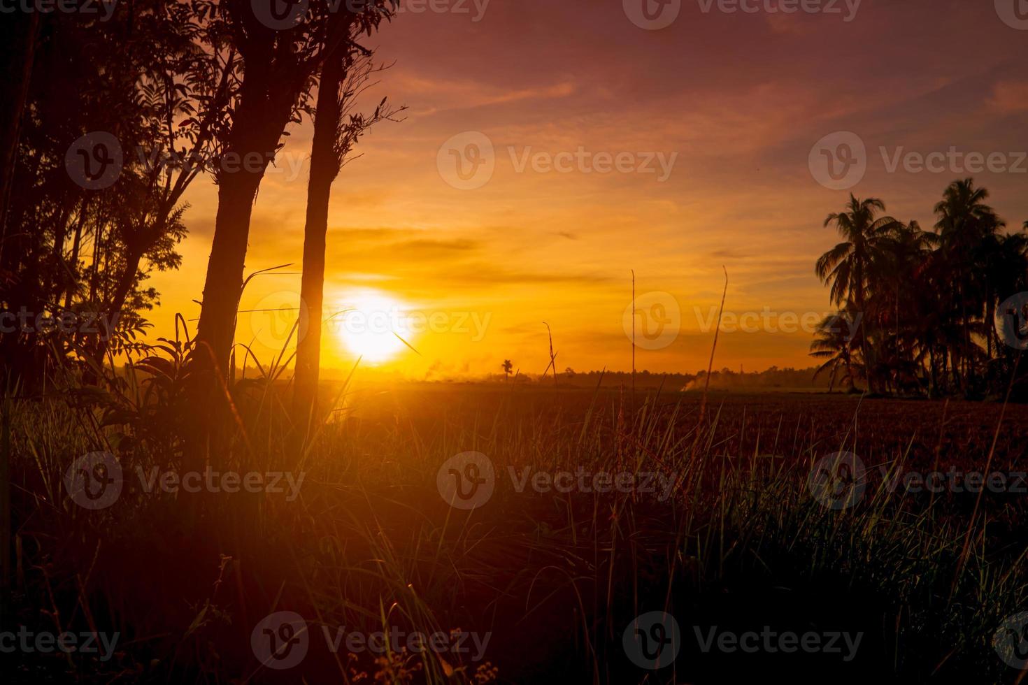 Beautiful sundown sky landscape with tree silhouette photo