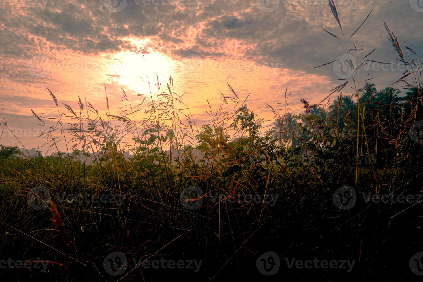 grass silhouette and sunset sky photo