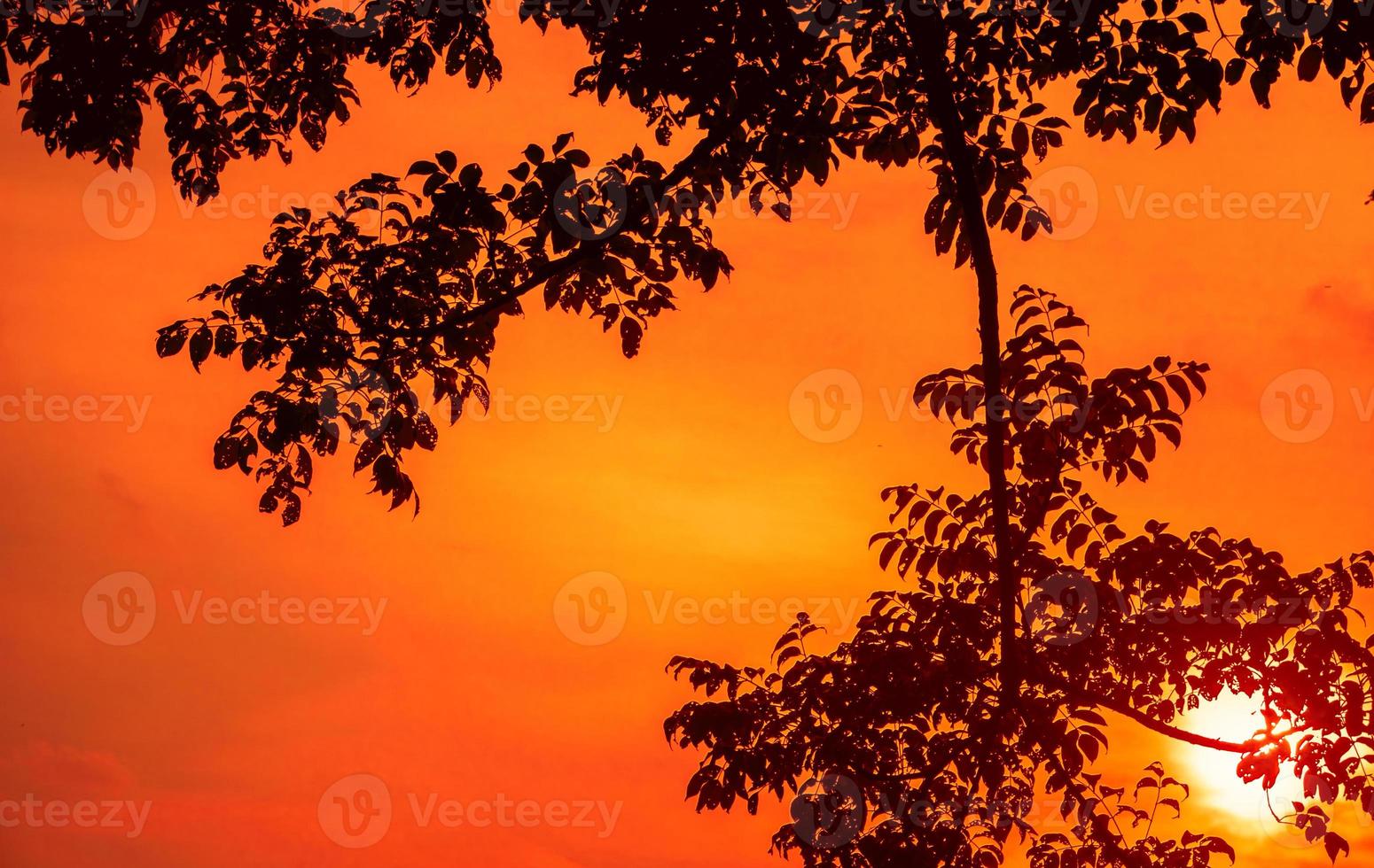 tree branches silhouette background with orange sunset sky photo