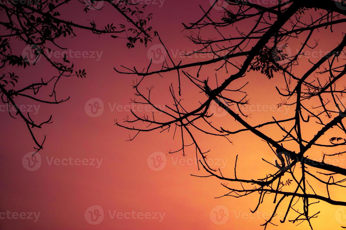 Branches of tree in silhouette with sunset background photo