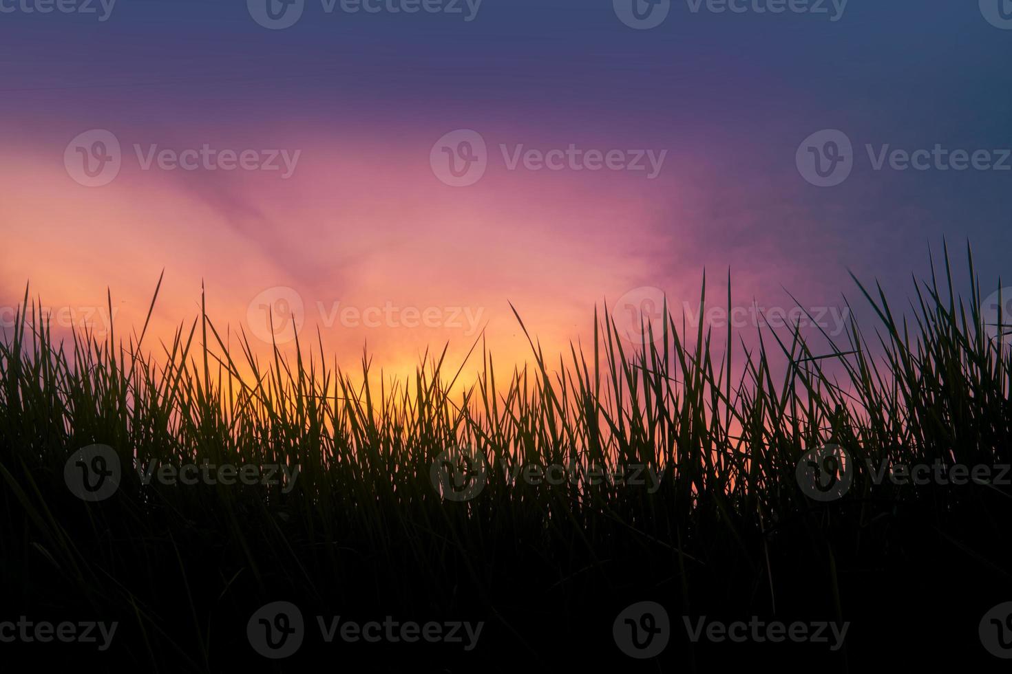 Grass silhouette background with colorful sky photo