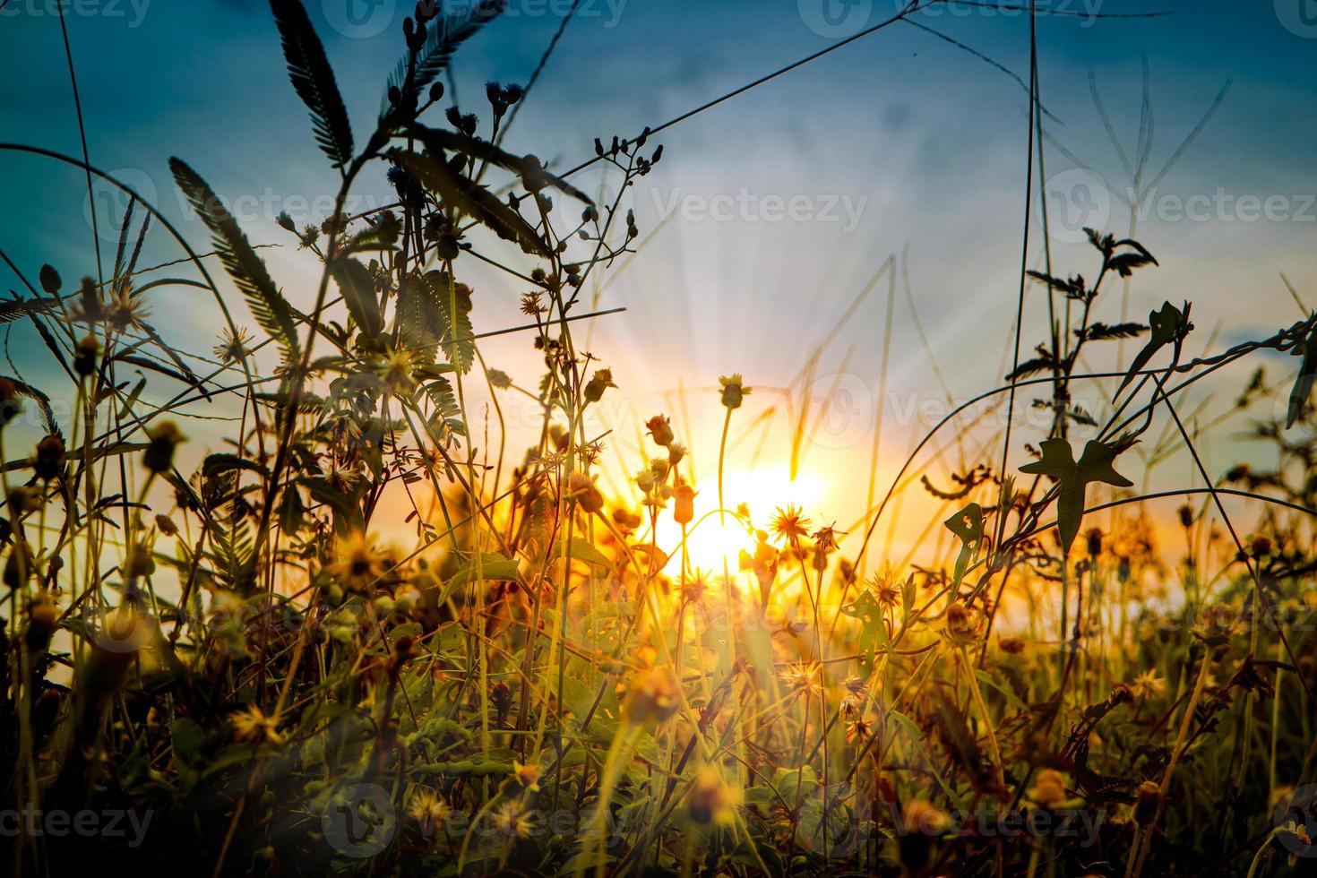 Colorful sunset background with grass in silhouette photo