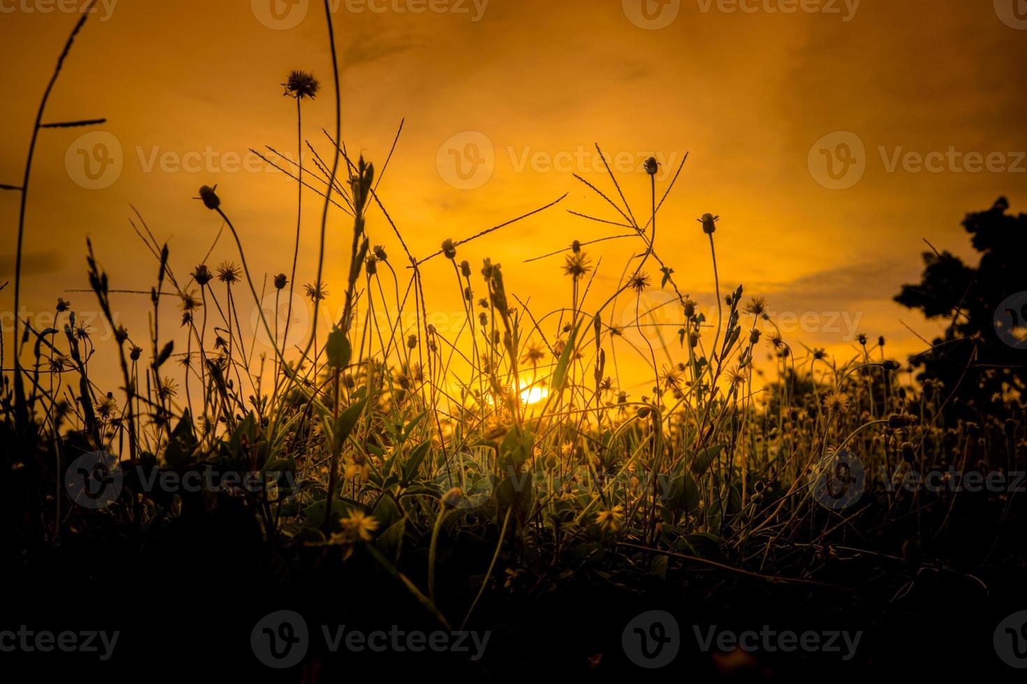 fondo de puesta de sol con hierba y maleza en silueta foto