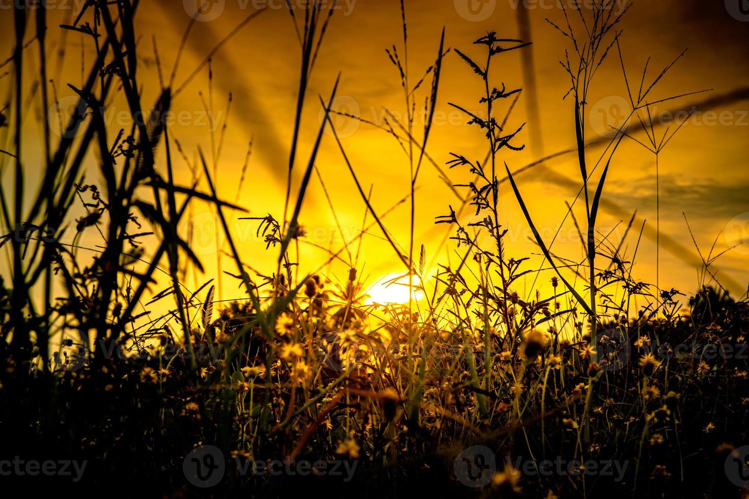 hierba en el fondo de la silueta y el cielo del atardecer foto