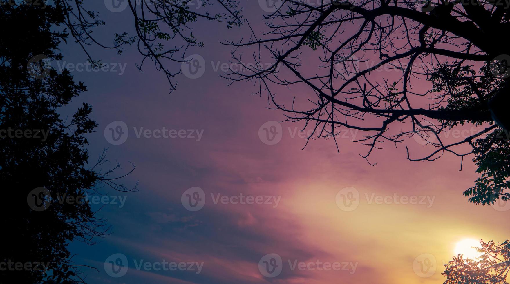 Evening sky nature background with tree branches silhouette photo