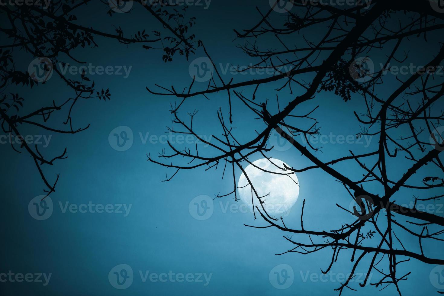 tree branch and moon background photo