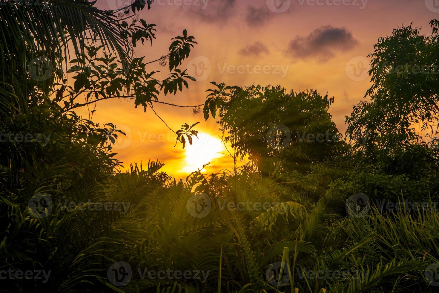 Sunset view in forest with sunrays photo