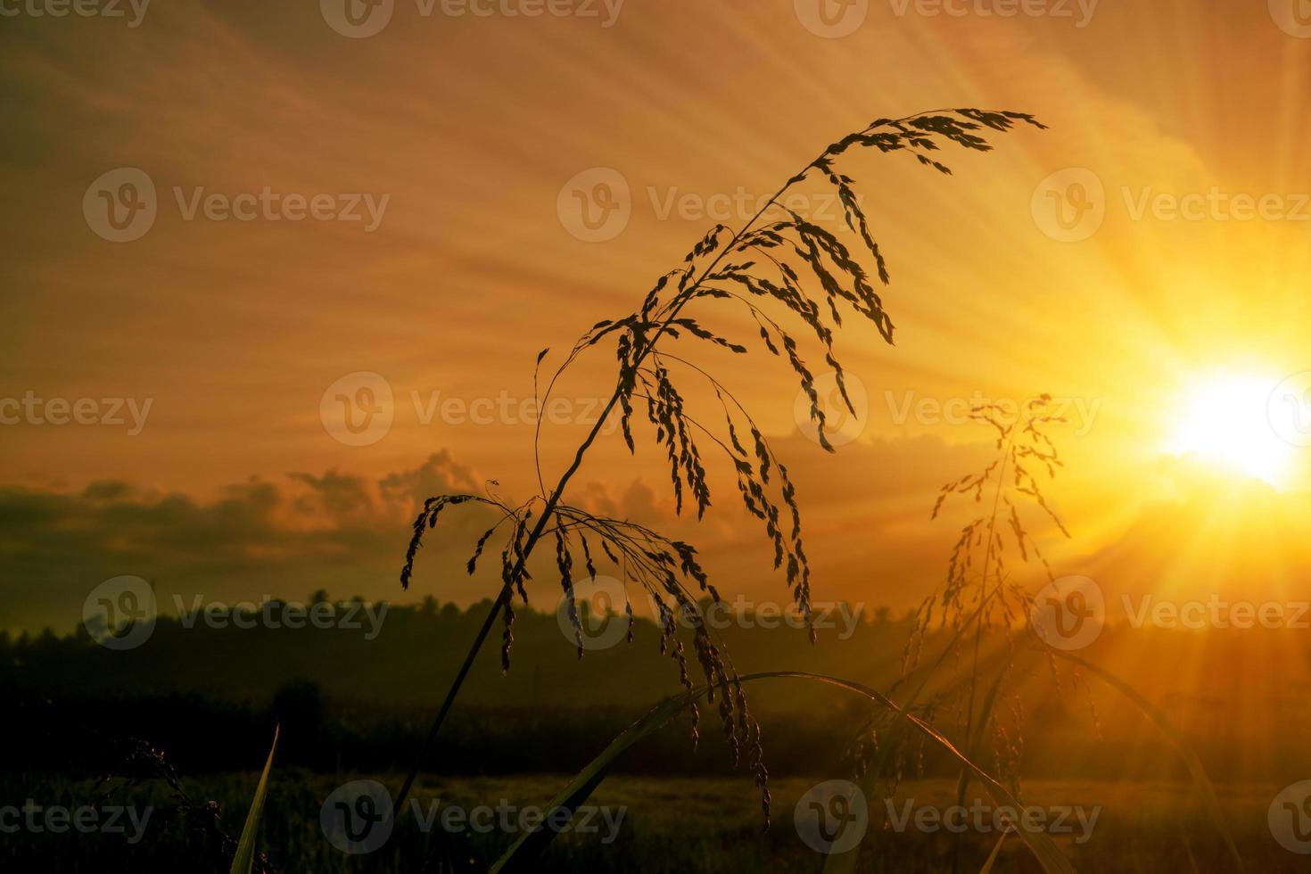 hermoso paisaje de amanecer con hierba en silueta foto