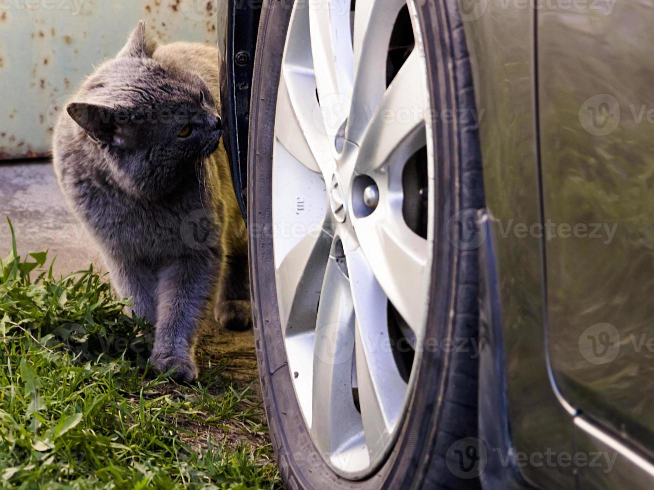 One cat gray sit next to car wheel in parking lot photo