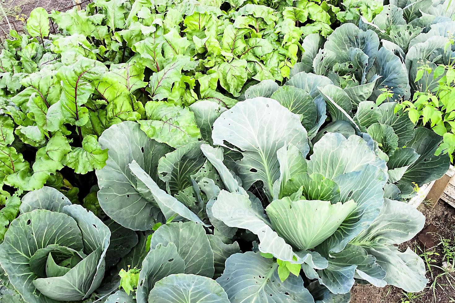 fresh kitchen garden cabbage the summer day photo