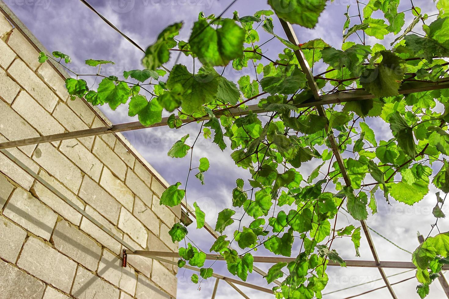 grape bunch, very shallow focus beautiful summer photo