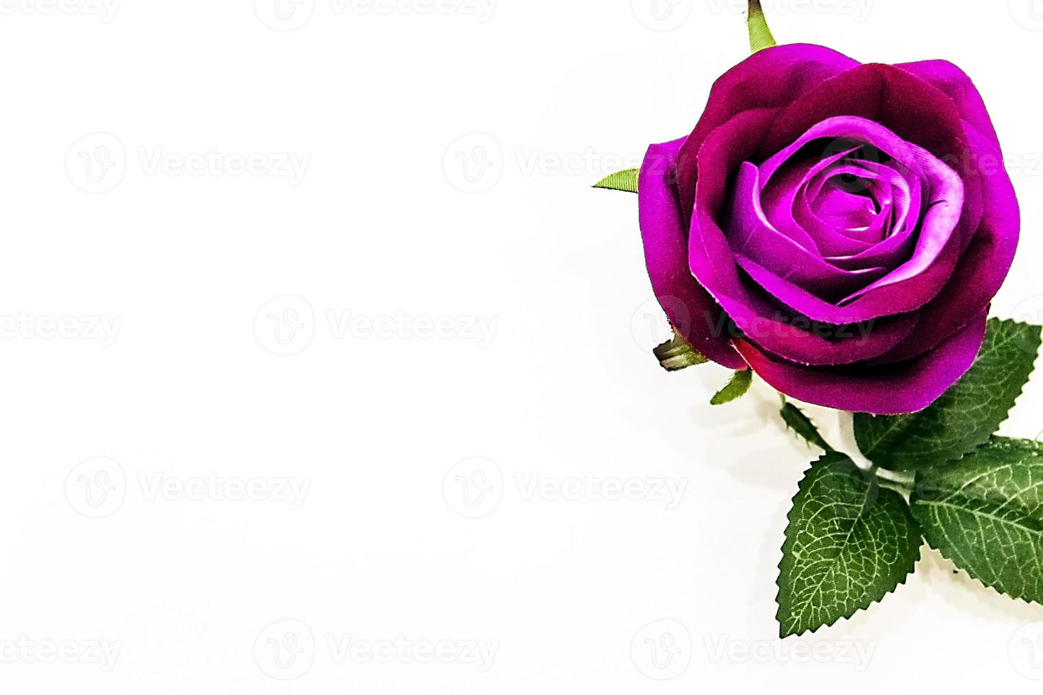 rosa púrpura en un fondo blanco hermoso foto