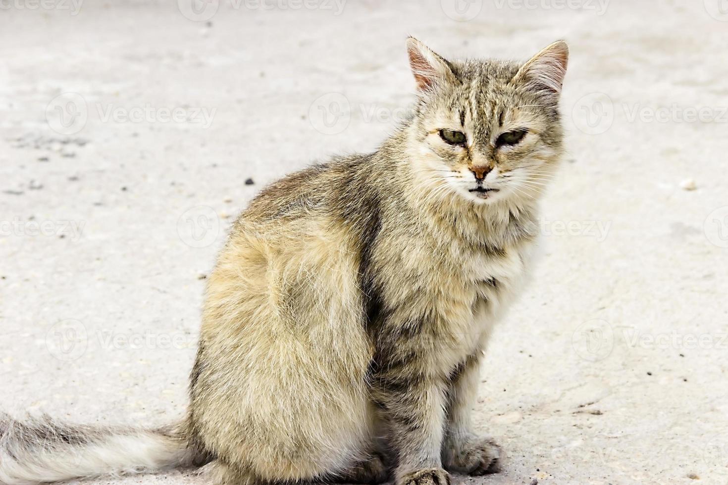 gato tabbi adulto nervioso aislado en blanco foto