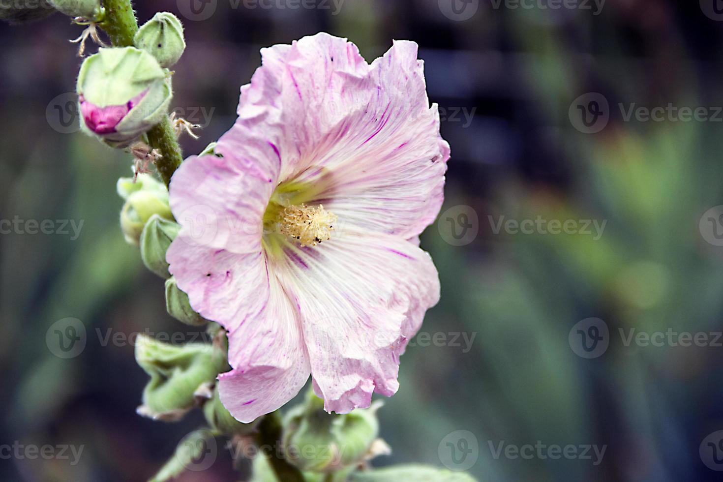 Pink flower of a tree mallow against a background of green grass in a garden photo