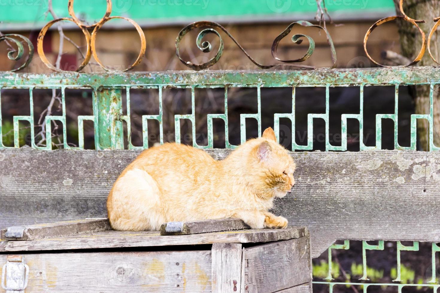 hermoso gato pelirrojo sentado en la cerca foto