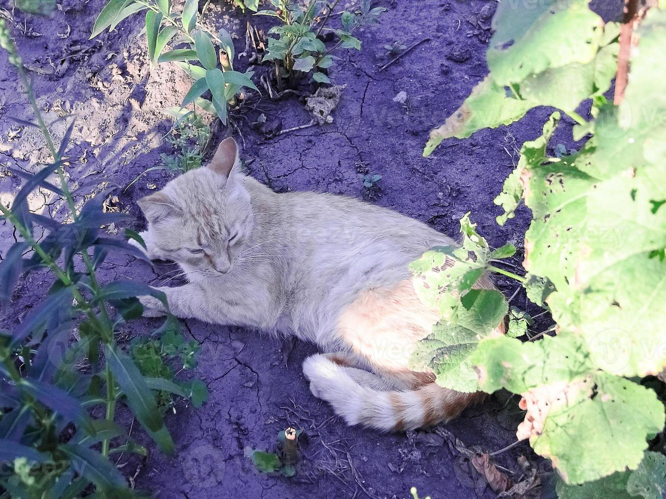 el gato pelirrojo está durmiendo en el sofá. foto