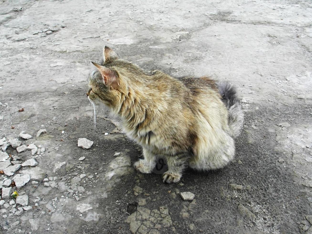 gato griego en la calle foto
