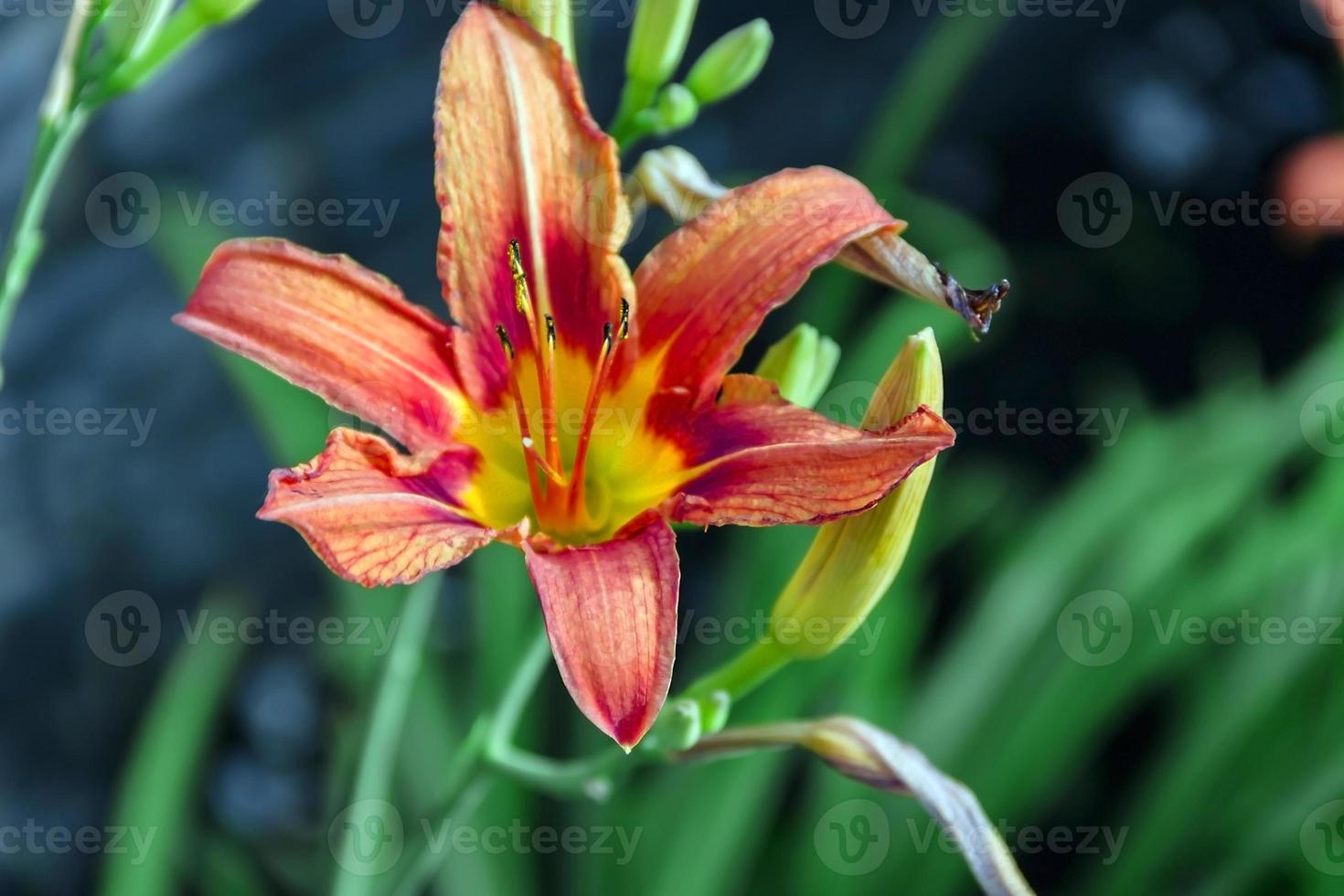 beautiful flower cream Lily in the summer in the garden photo