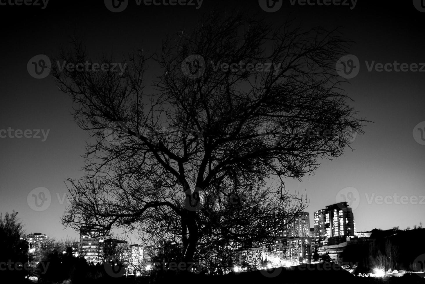 Black and white urban landscape with a tree at night. photo