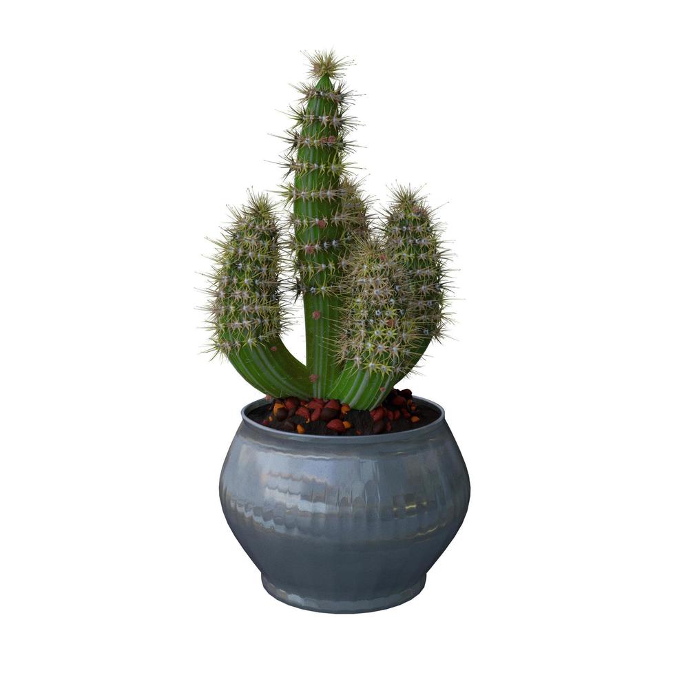 Cactus Plant in pot isolated on white background. photo