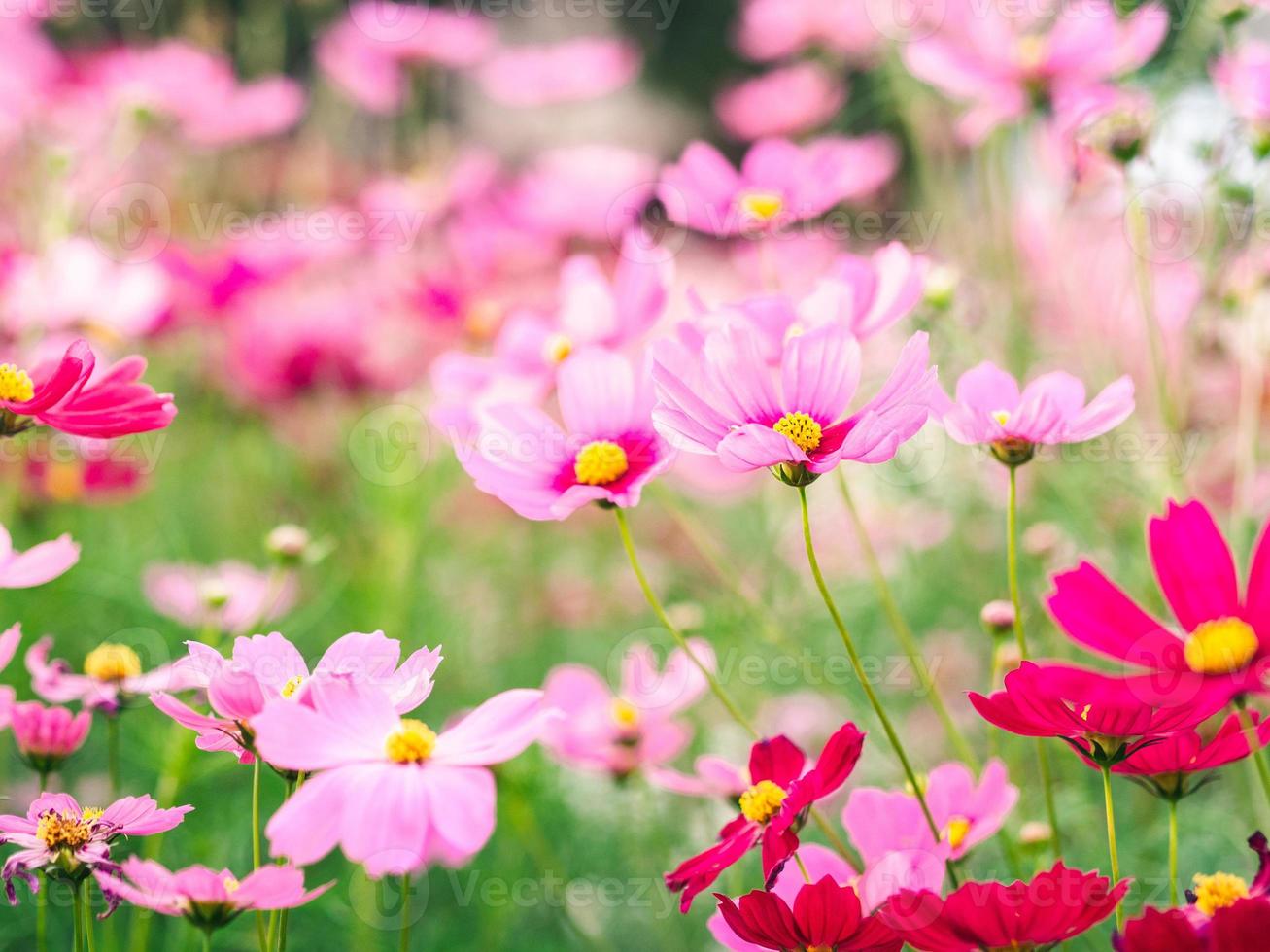 Pink cosmos flowers bloom in the garden on spring outdoor photo