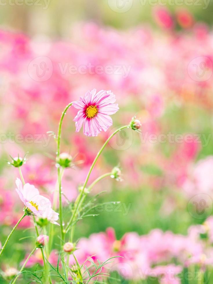 Beautiful pink cosmos flower photo