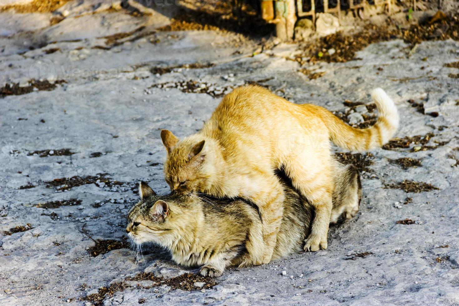 Stray cat copulation beautiful outdoor sunny day photo
