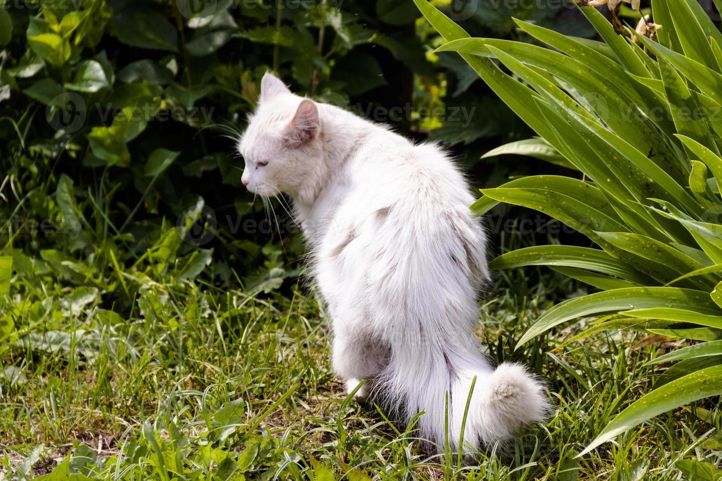 White cat on grass green outdoor sunny day photo