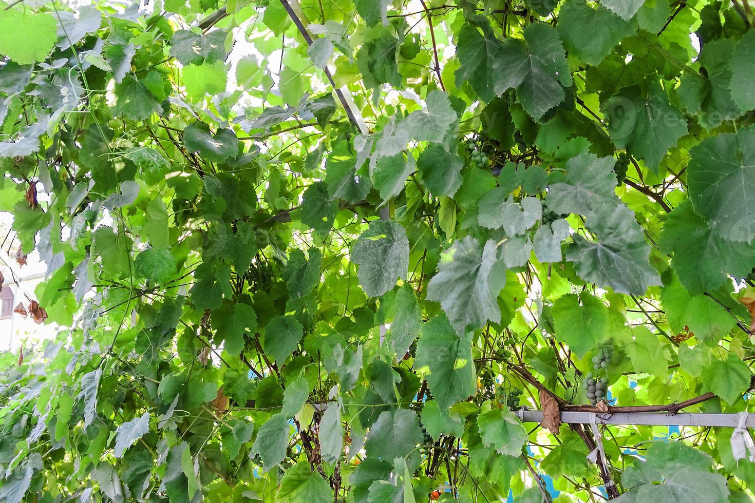 grapes in the garden green a lot of photo