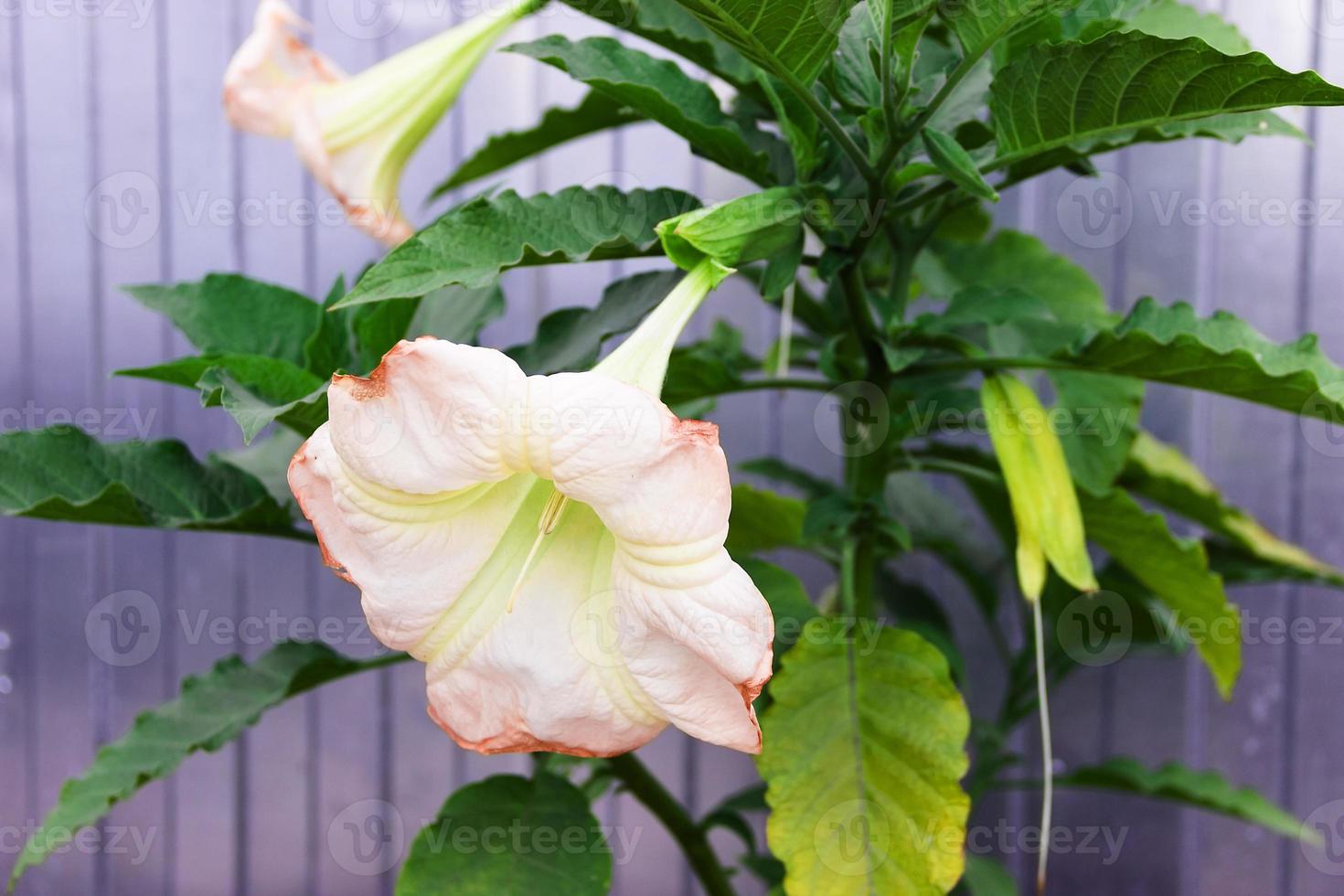 brugmansia, trompeta de ángel, estramonio rosa hermosa flor foto