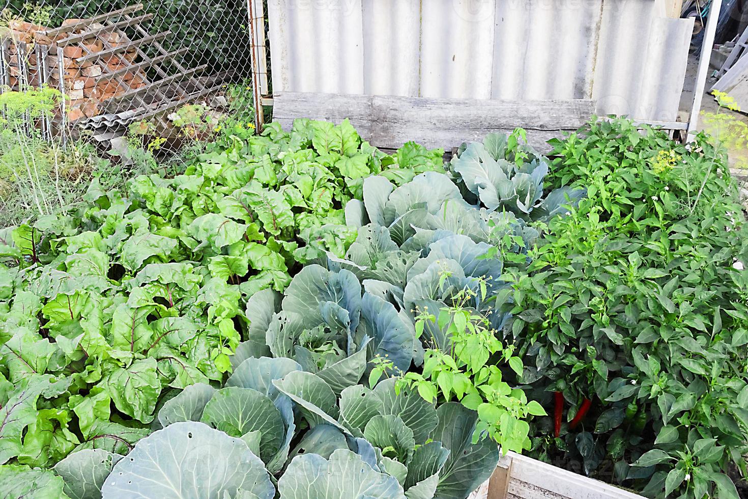 fresh kitchen garden cabbage the summer day photo