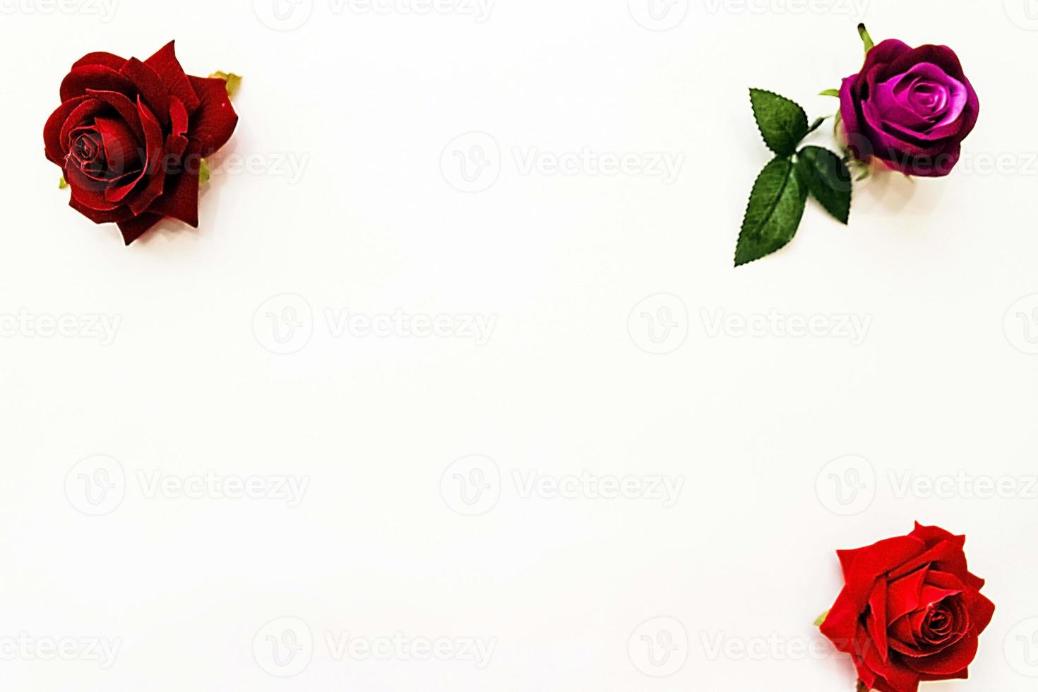 red in purple roses on a white background photo