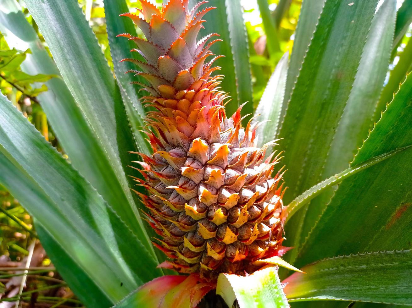 Pineapple that is still young is red, if it is old it will turn green and when it is ripe it will turn yellow photo