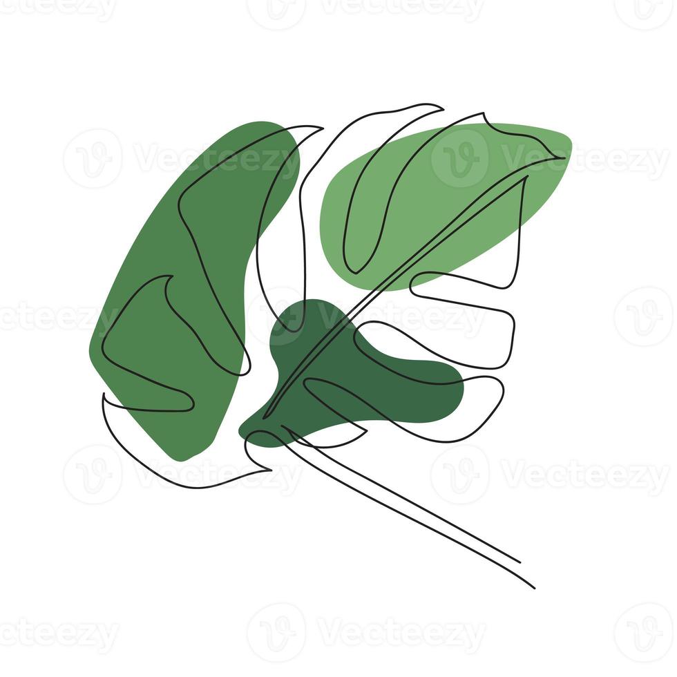 green leaf monstera isolated on white background photo