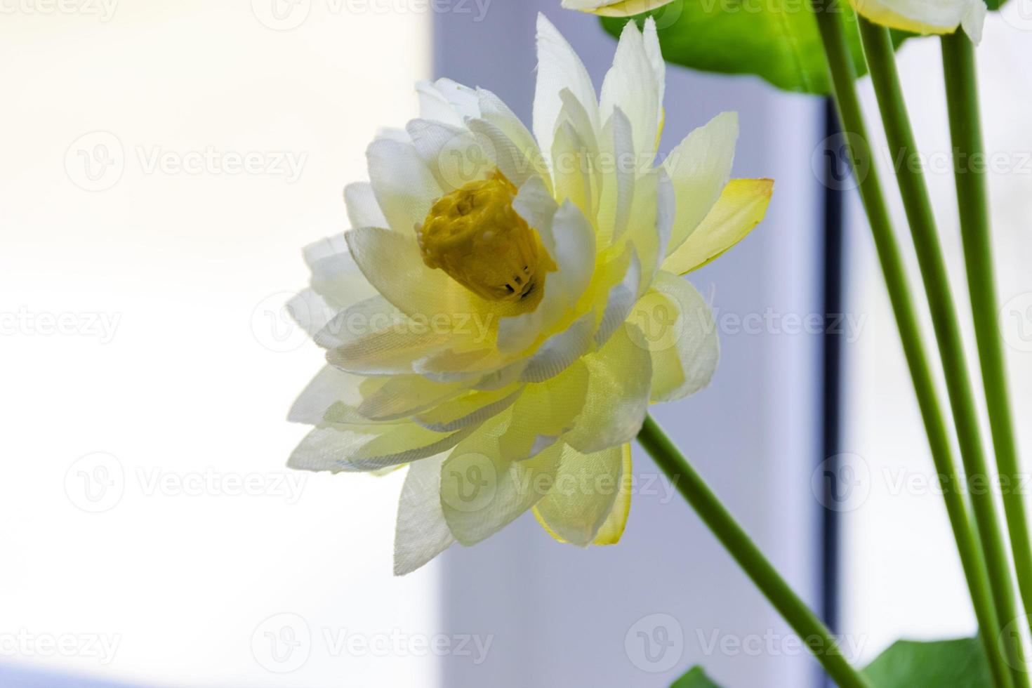 white lotus or water lily in artificial photo