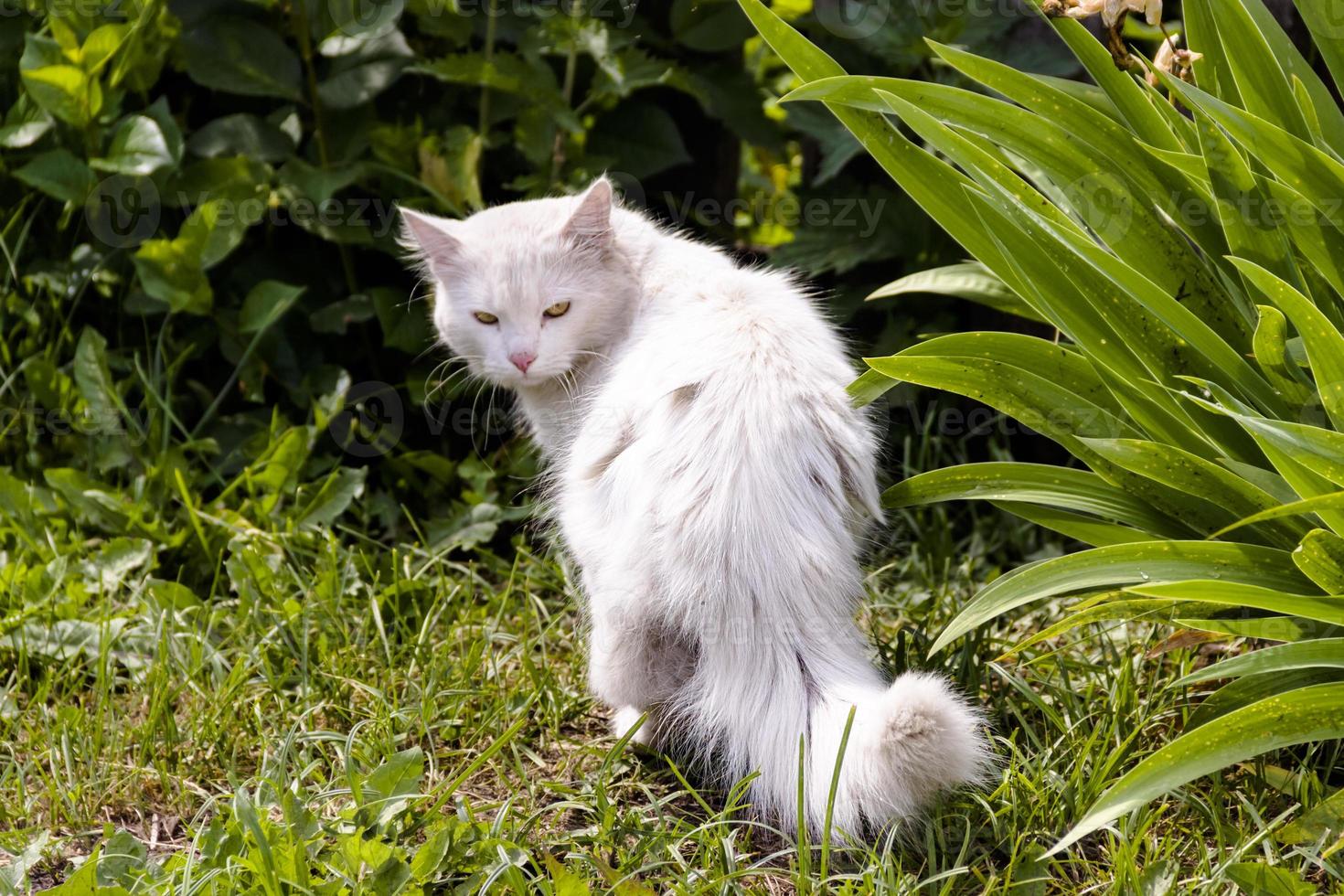 White cat on grass green outdoor sunny day photo