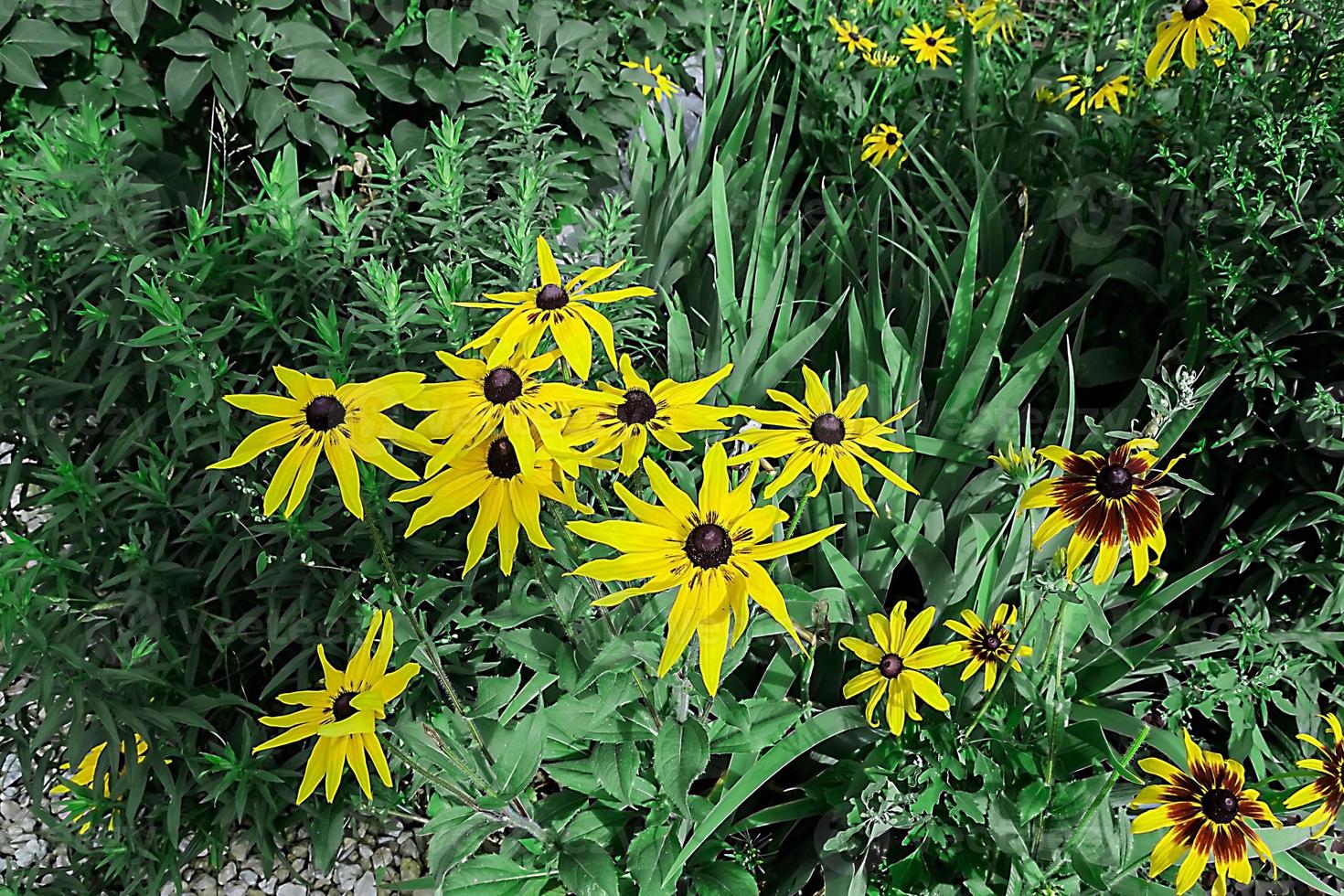 beautiful large yellow flowers with pointed petals photo