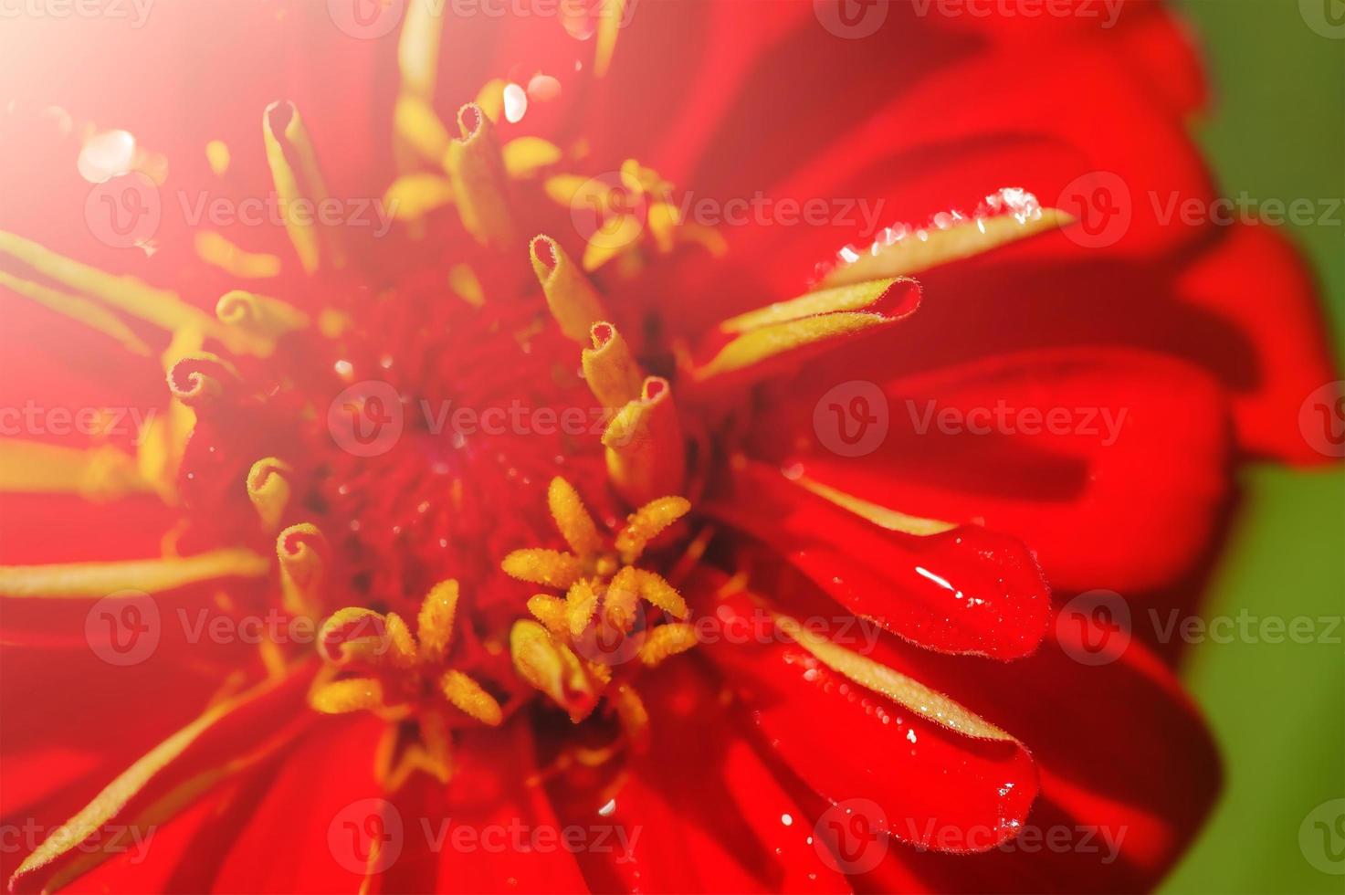 Macro photo of a flower red color. Drops of water on a flower bud.