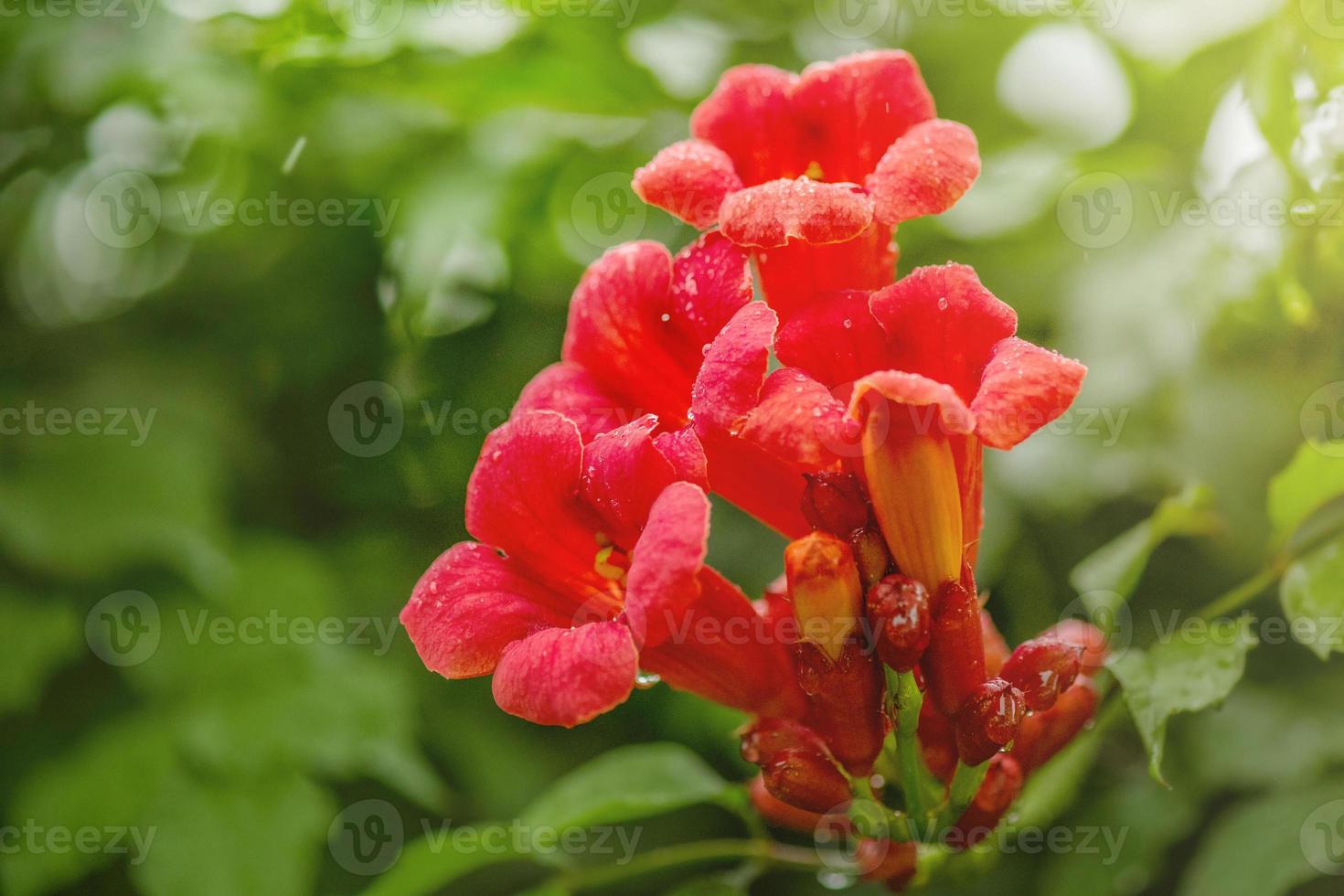 hermosas flores rojas de la enredadera de trompeta o enredadera de trompeta  campsis radicans. flores campsis. 6170976 Foto de stock en Vecteezy