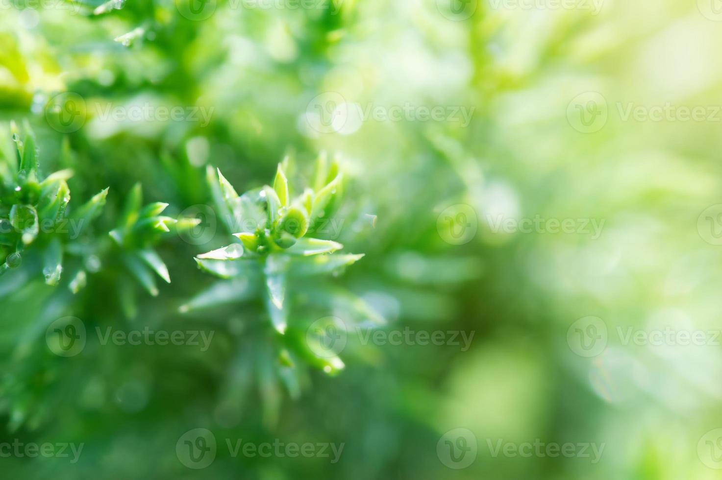 Green plants with drops of morning dew. Eco friendly concept with organic plants. photo