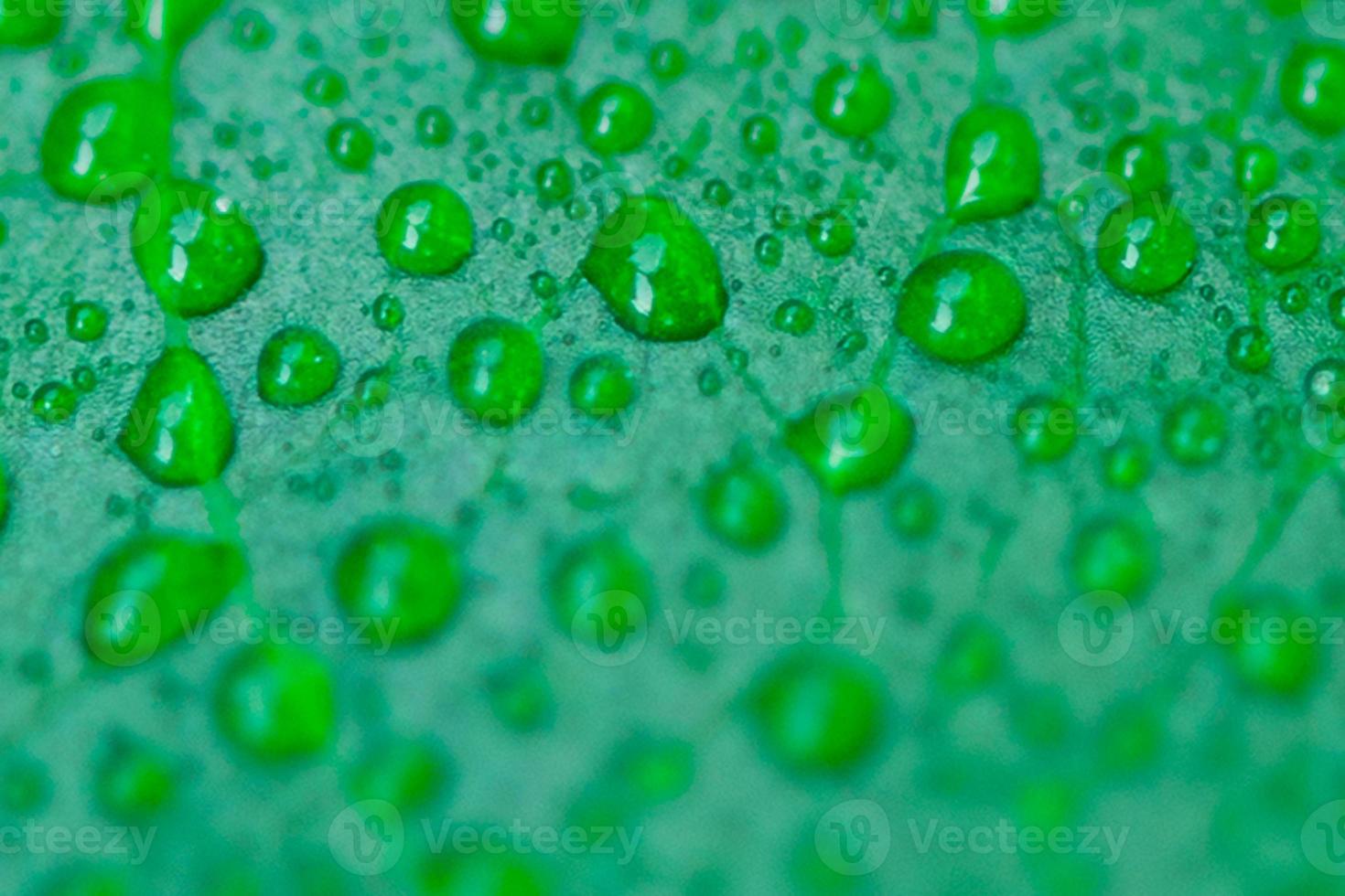 Eco-friendly and organic theme. Dew drops on fresh green leaf background. photo