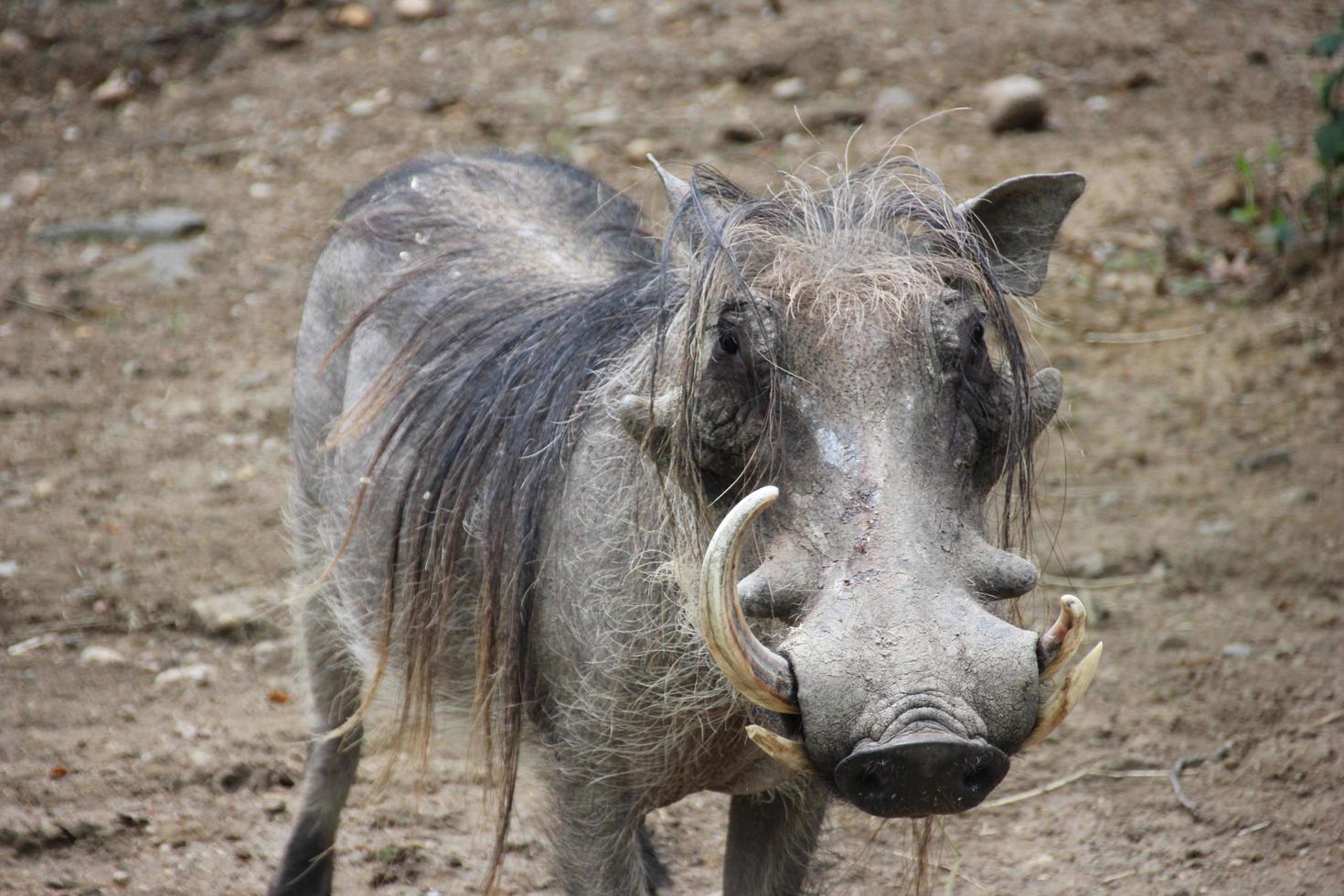 cerdo de mosto en la tierra foto