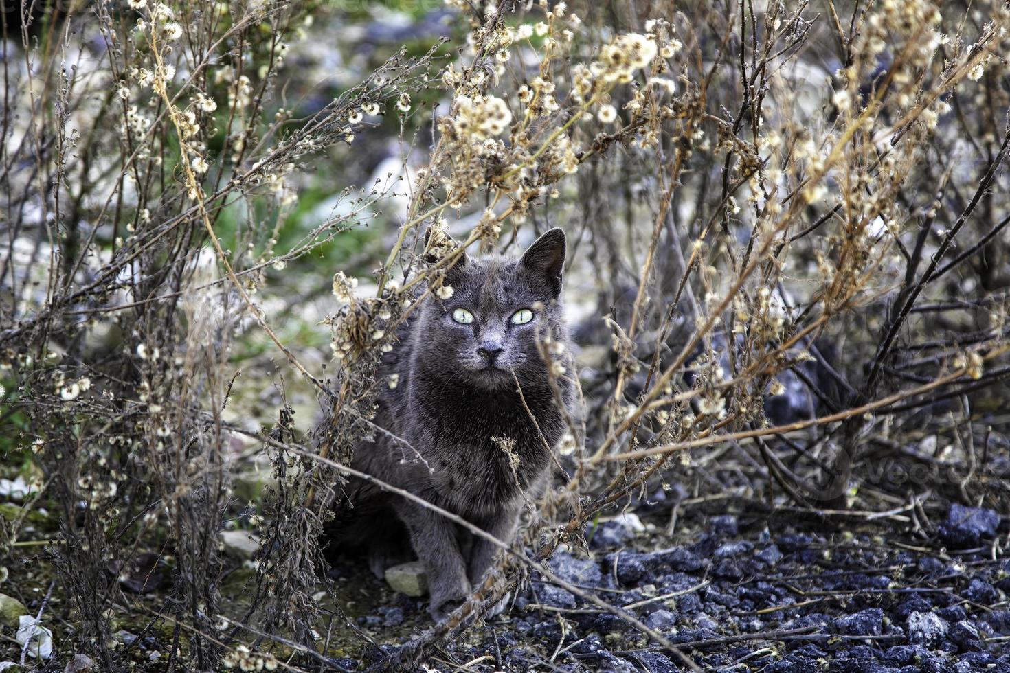 gatos abandonados en la calle foto