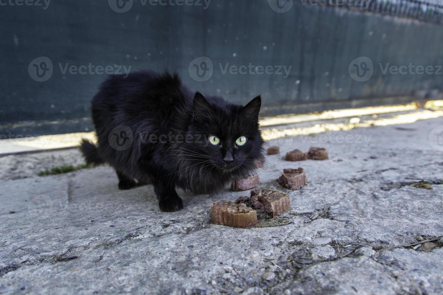 Street abandoned cats photo