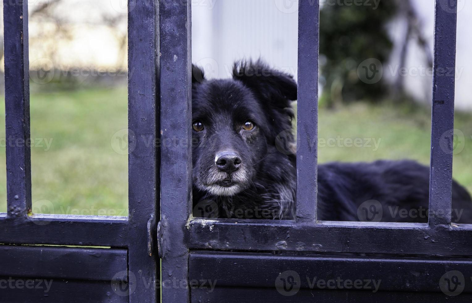 Dog locked in cage photo